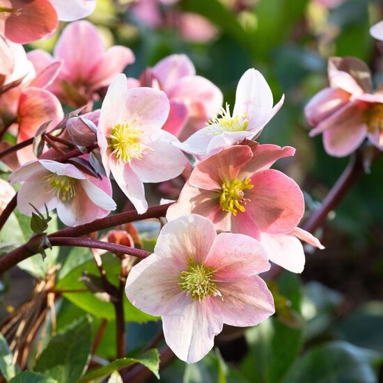 Helleborus x ericsmithii HGC Pink frost- sniegarozes